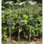 Decorative Solar Lawn Lamp Dragonfly , Butterfly , Hummingbird (3 stakes)